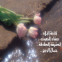 Al-Bilad-Rose4